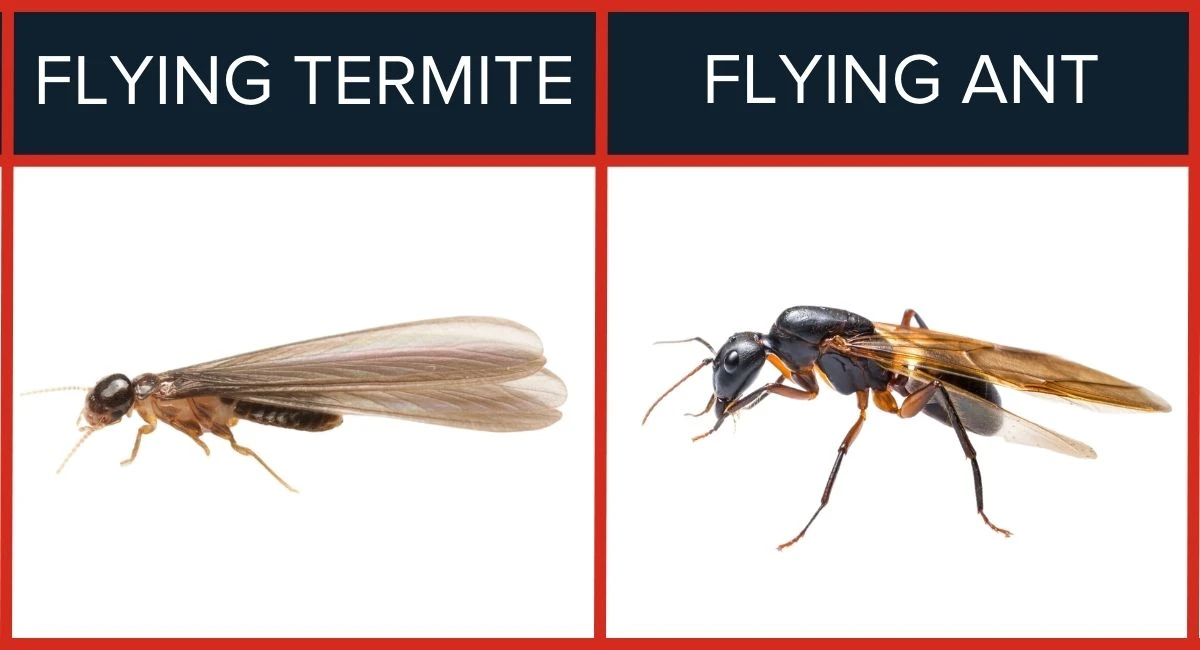 A black and brown winged flying termite compared to a black and brown winged flying ant.