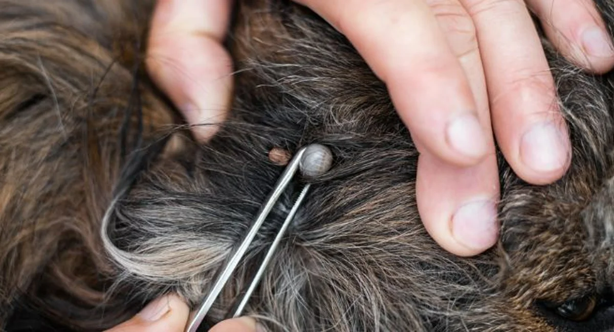 Man using tweezers to pull an engorged grey tick off of a dog with black fur