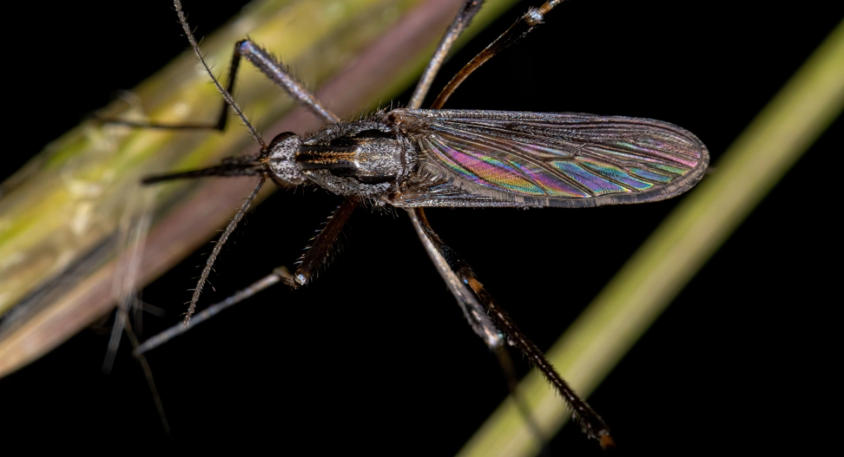 Psorophora Ciliata