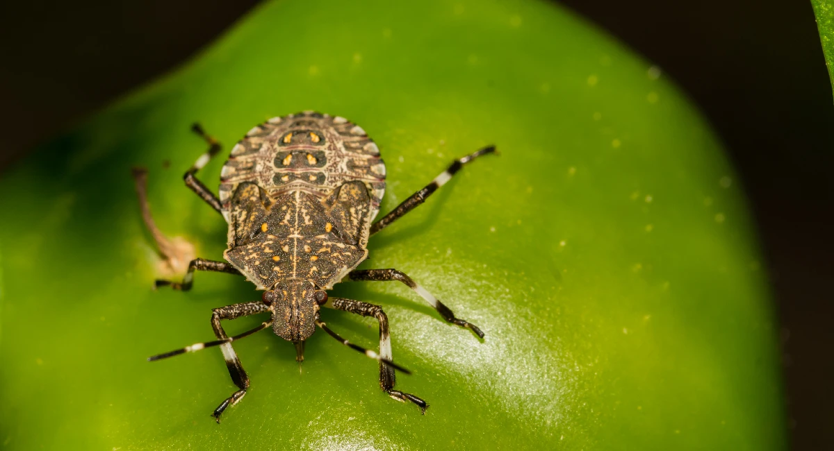 Stink Bug on leaf