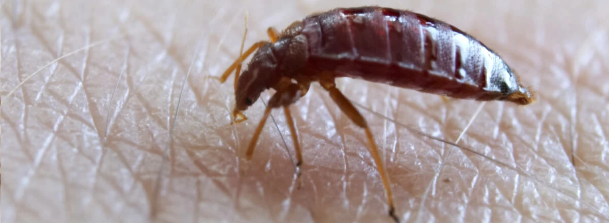 close up image of a bed bug