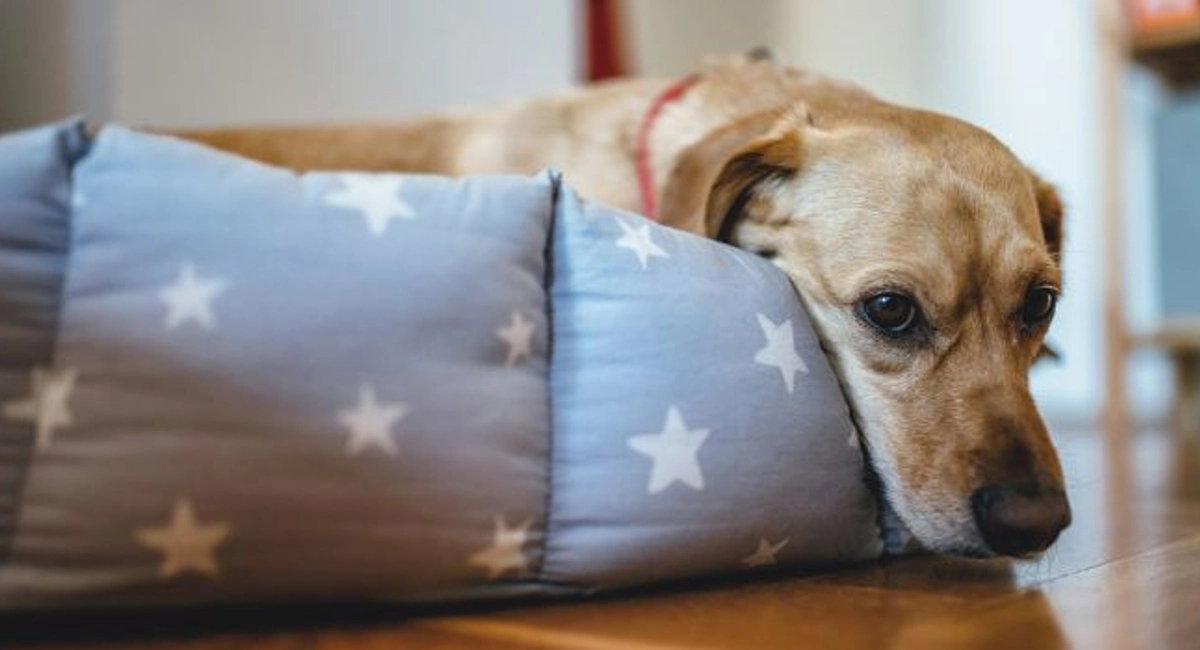 Tired dog laying in a blue dog bed with white stars on it on the hardwood floor.