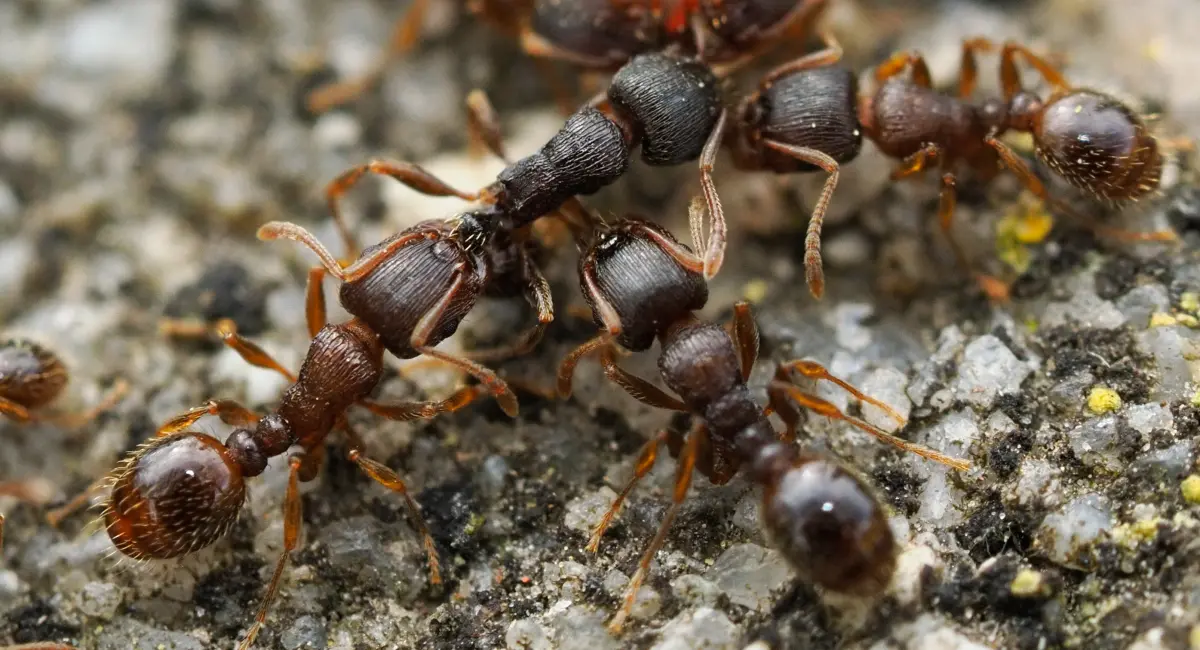Several pavement ants, deep red to black in color, clamber over one another