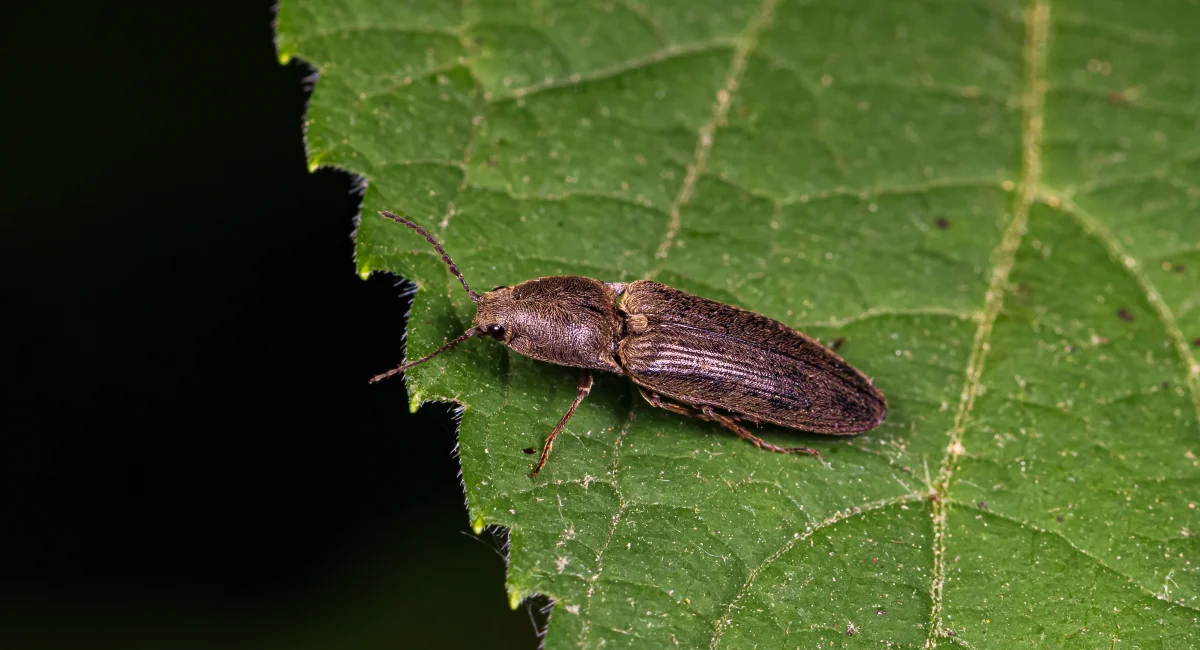 A click beetle on a leaf, with its elongated body and ridged wing covers clearly visible
