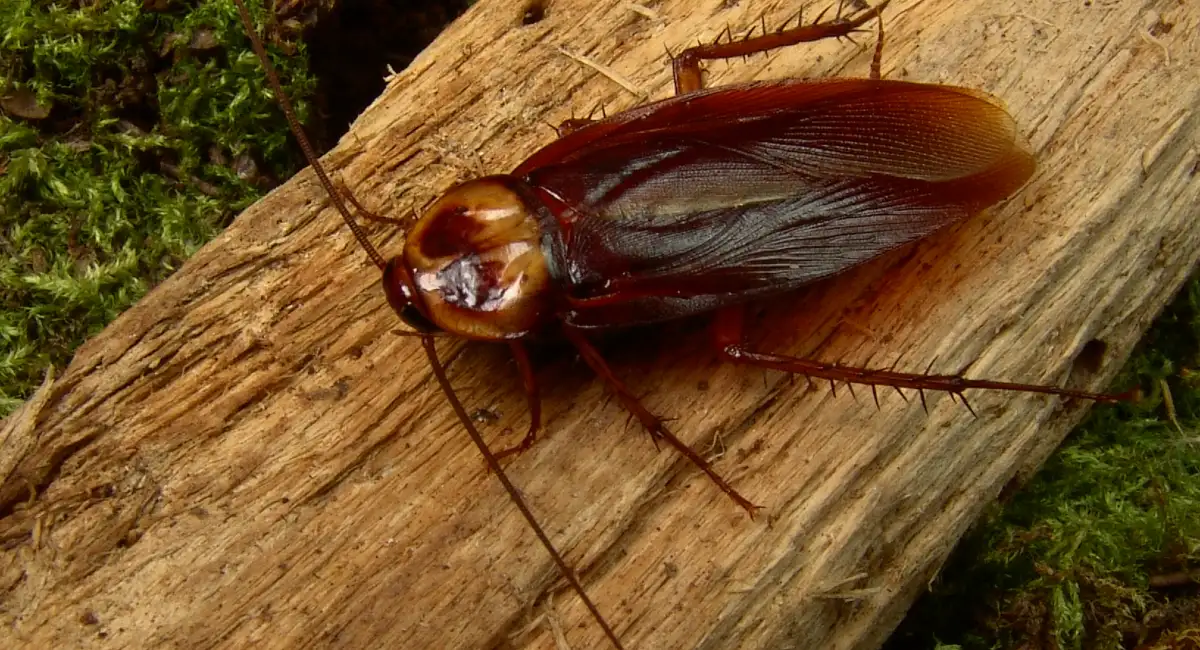 cockroach close up