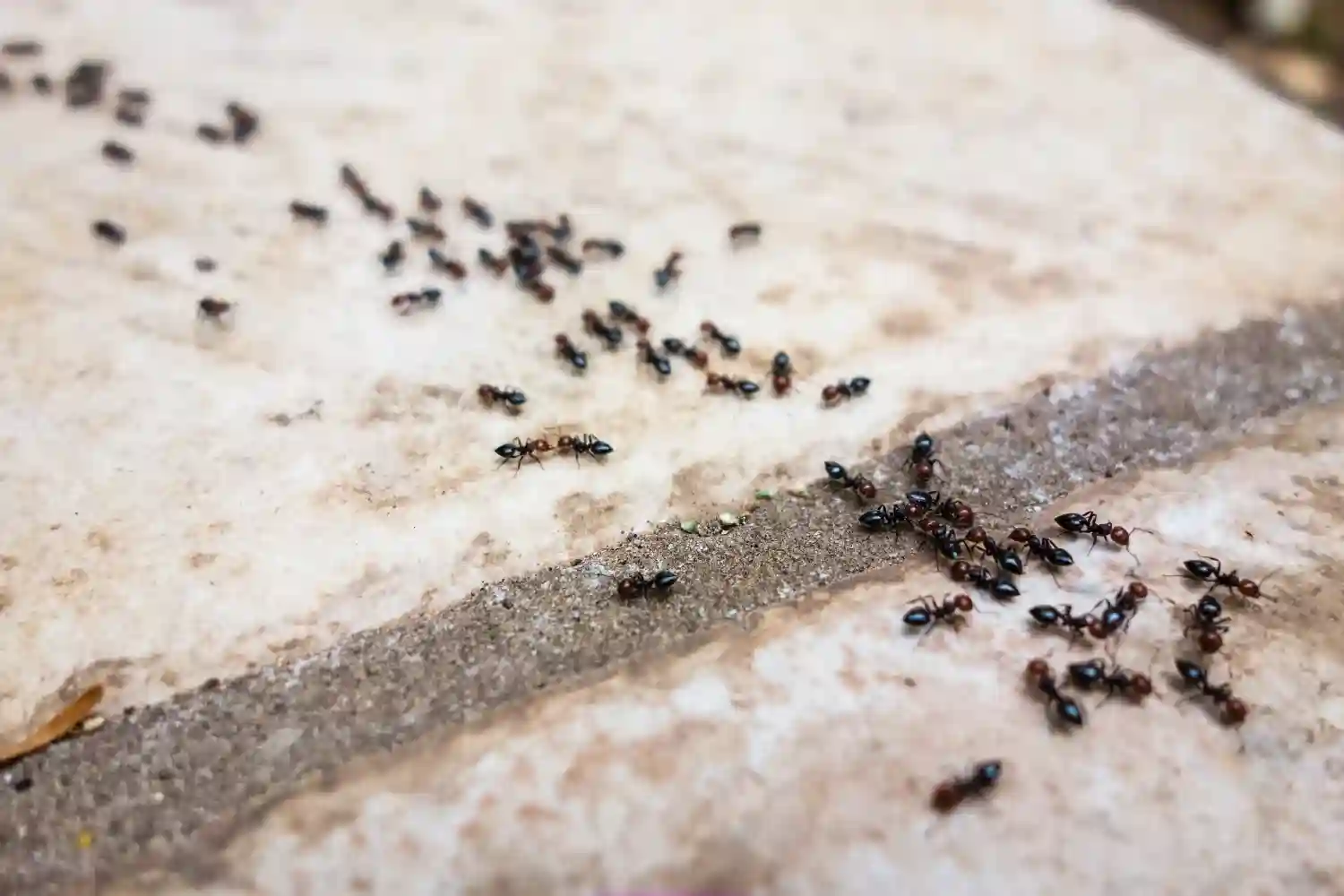 A line of ants