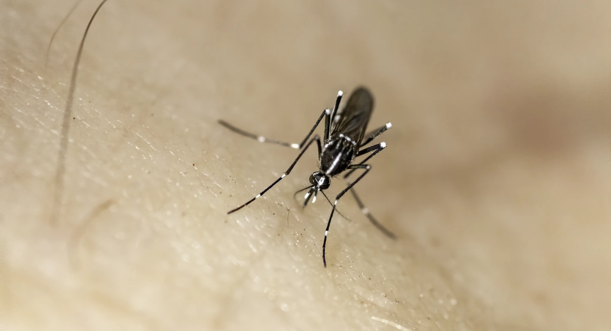 A close-up of an Aedes mosquito on human skin, showing its distinctive black body with white markings