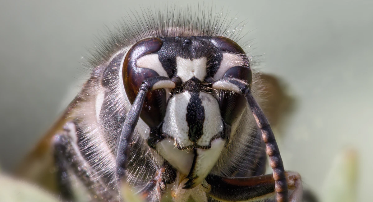 Bald-faced hornets closeup
