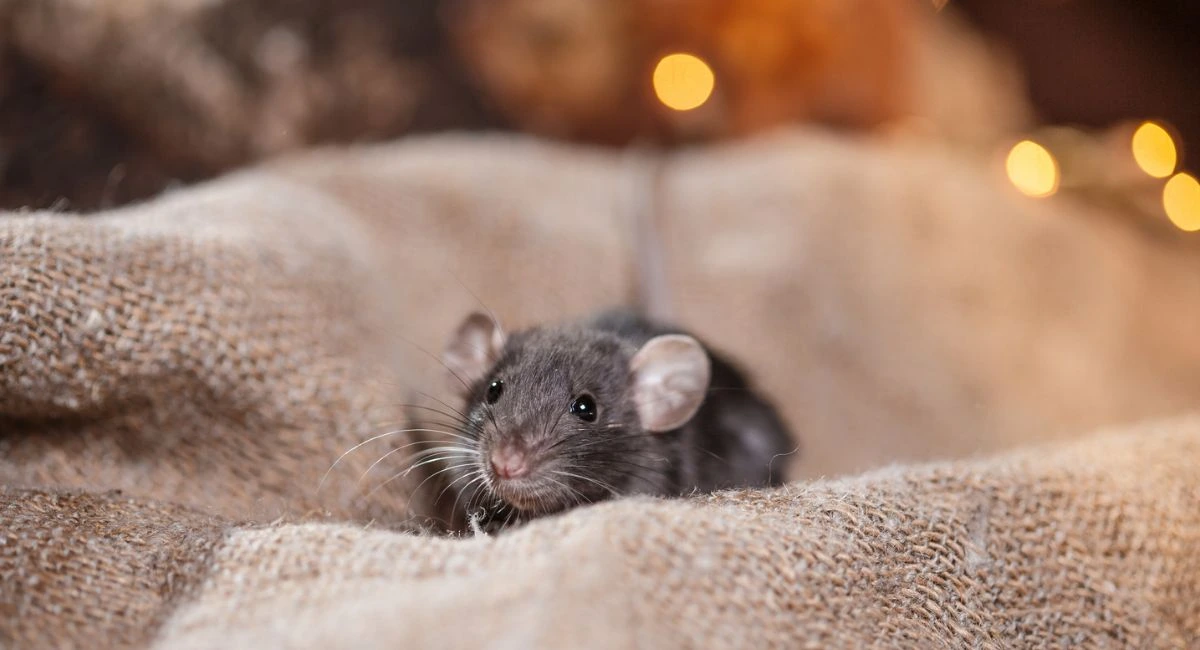 mouse on burlap with holiday lights in the background