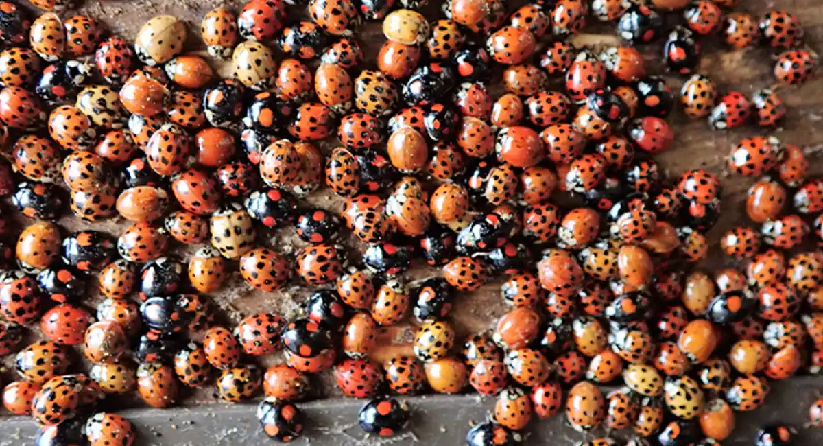 Ladybug