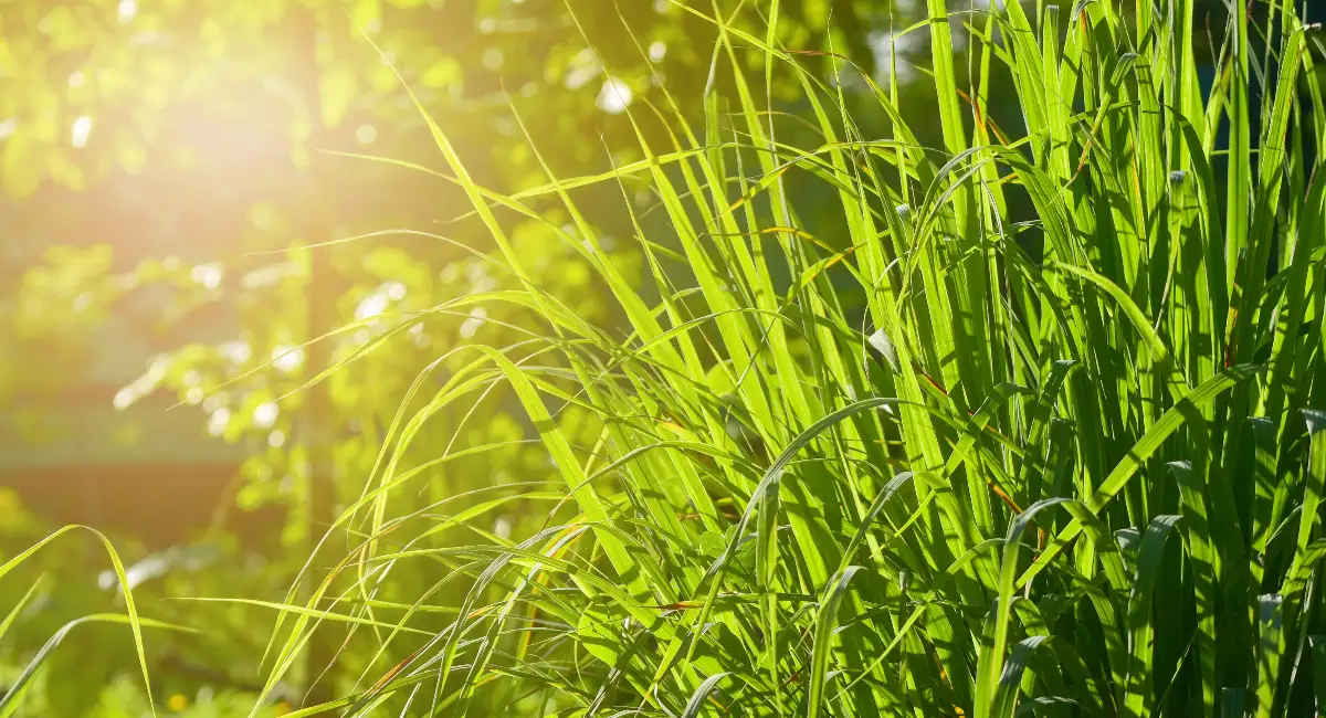 Tall lemon grass plants growing outdoors in a warm, sunny garden