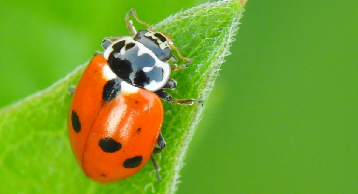 A brown-orange Asian lady beetle (Harmonia axyridis) on a green leaf with a purple background.
