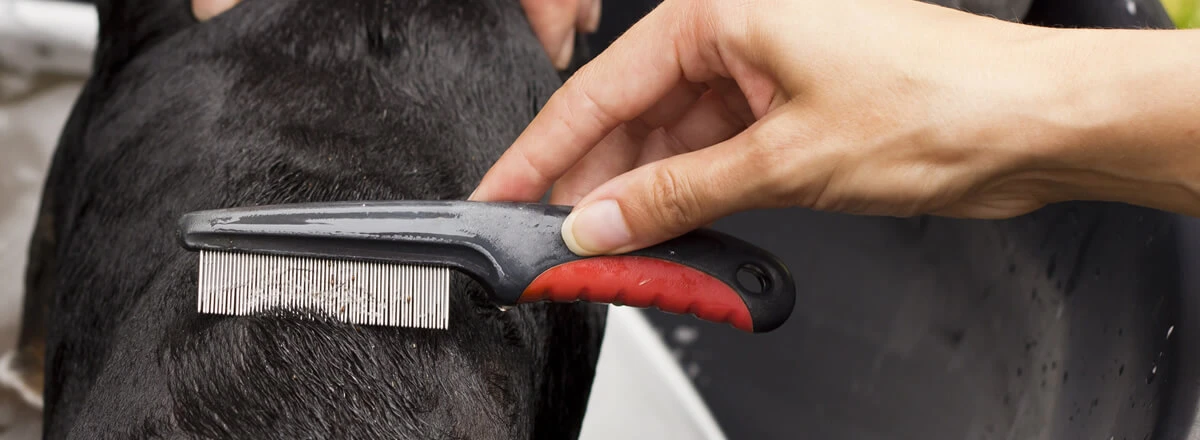 Checking her dog for ticks