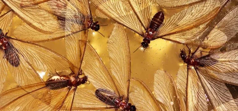 Formosan termite alates