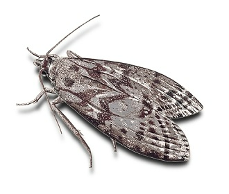 Mediterranean Flour Moth