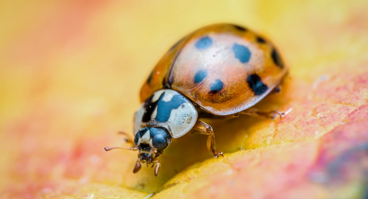 An Asian lady beetle on a leaf
