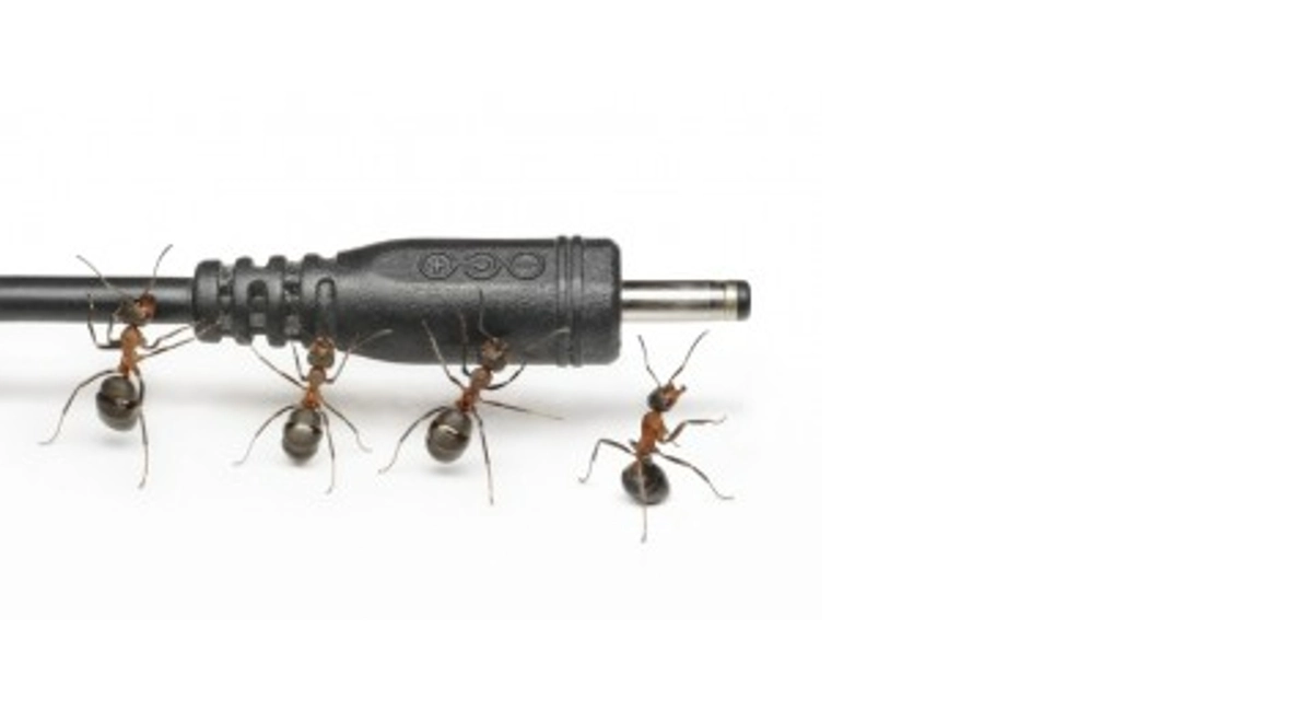 Ants on a cable