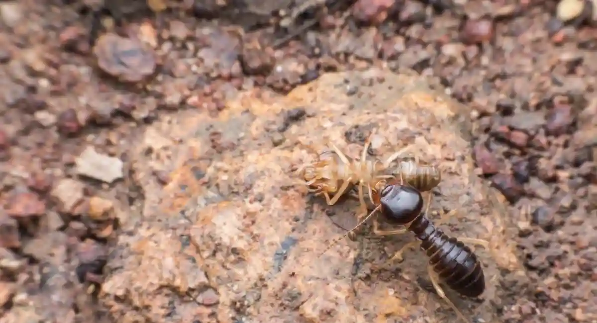 Termite Droppings