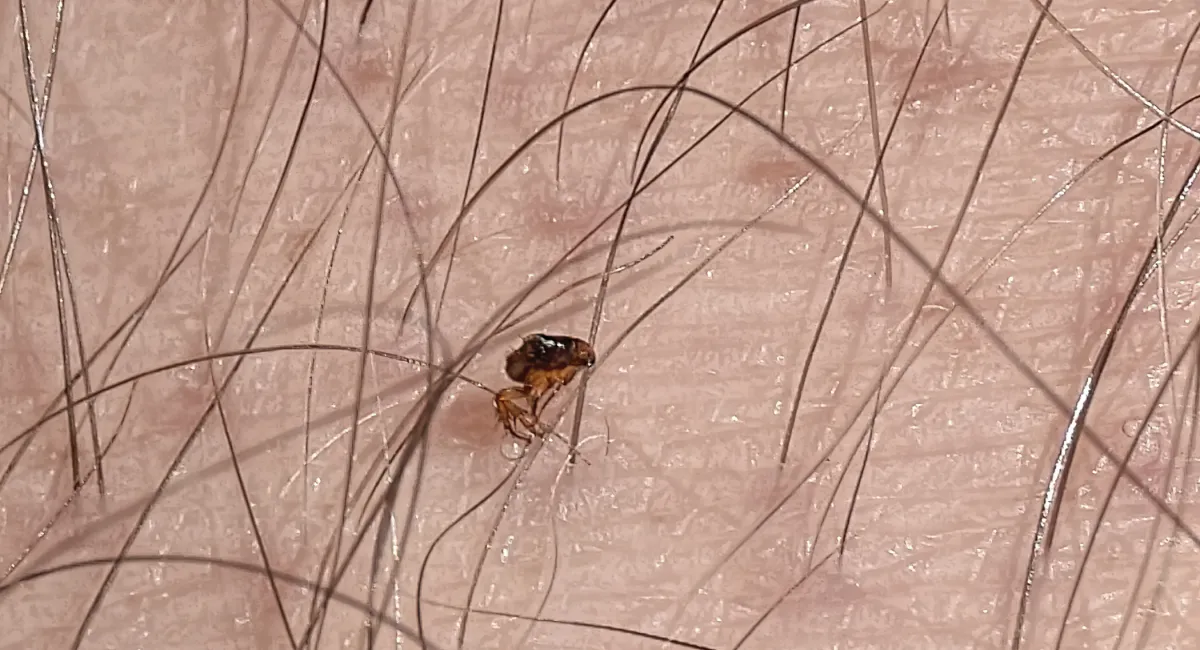 A cat flea (Ctenocephalides felis) on human skin