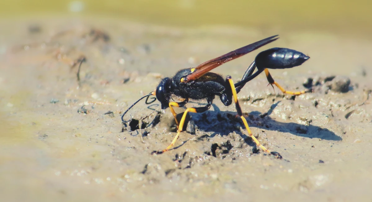 Mud dauber wasps