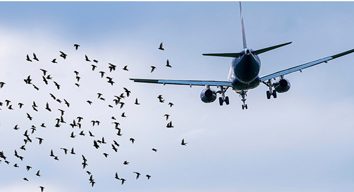 Birds next to an airplane