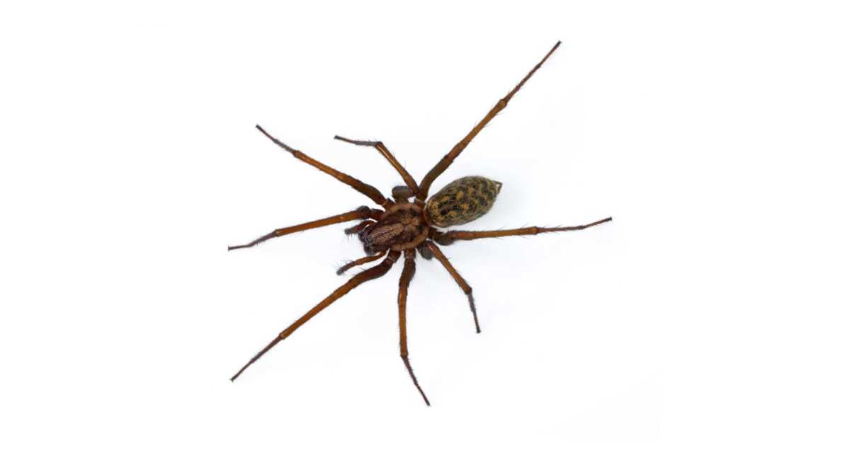 common east coast spiders