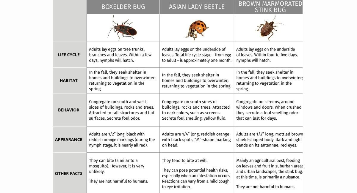 Overwintering Pests