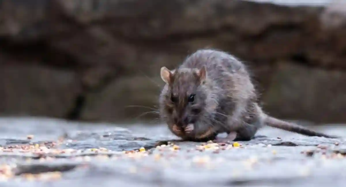 A rat is seen eating seeds in New York, NY,