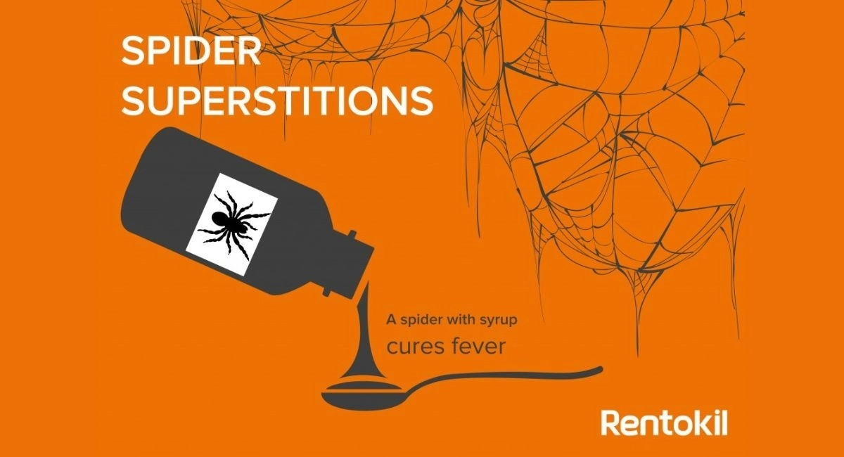 Spider superstition