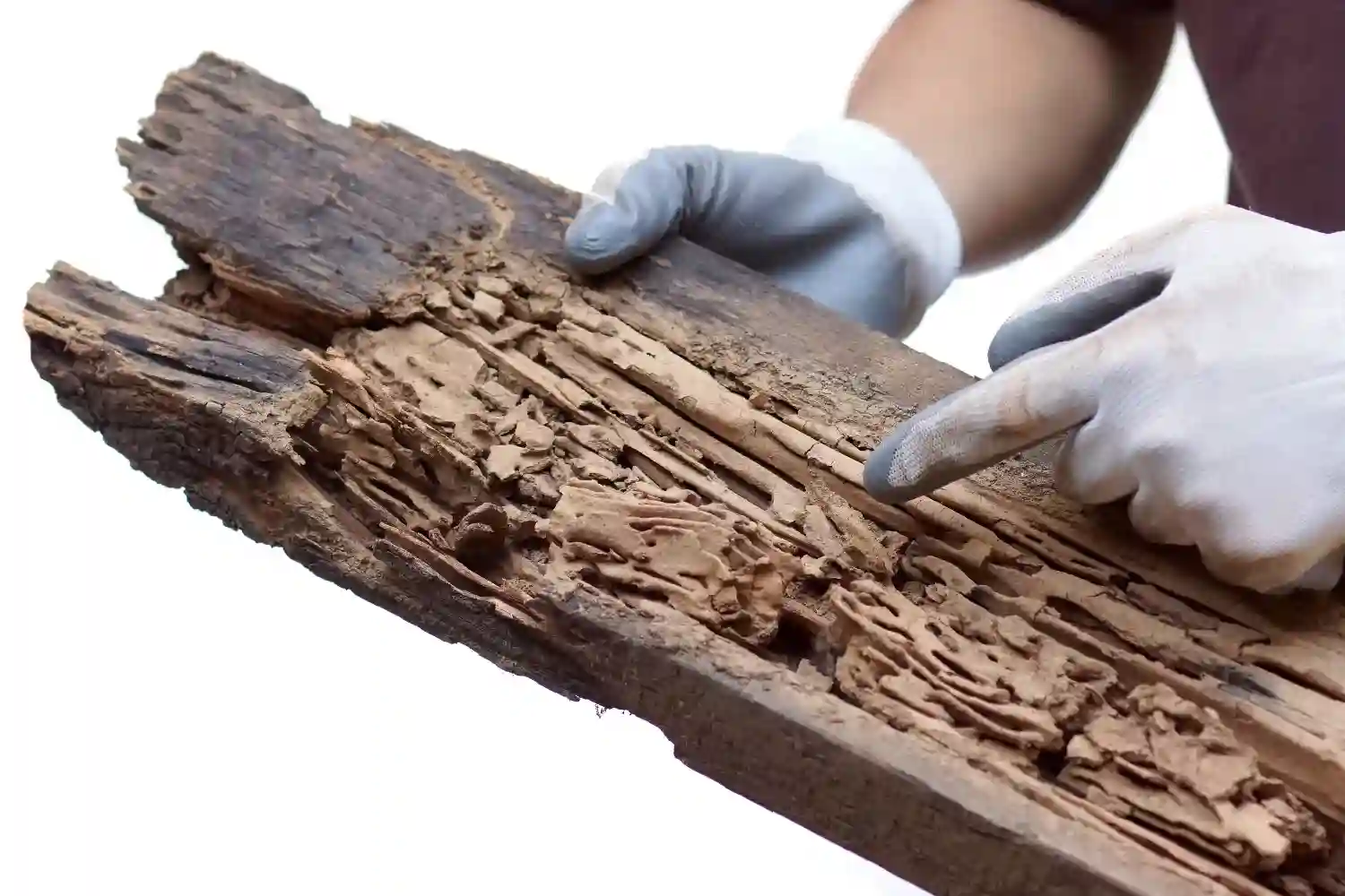 Destroyed wooden plank by termites