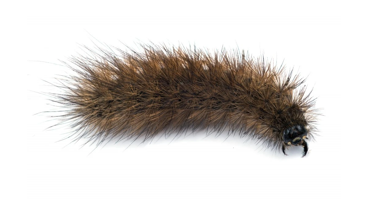 Wooly Bear Caterpillar