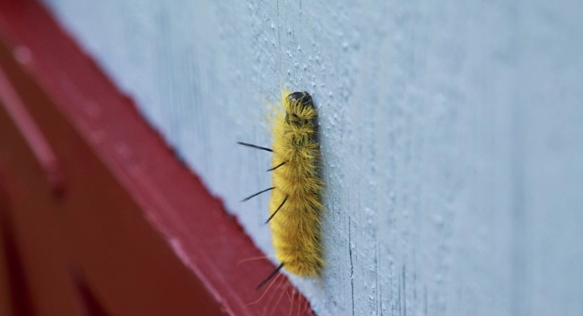 American Dagger Caterpillar