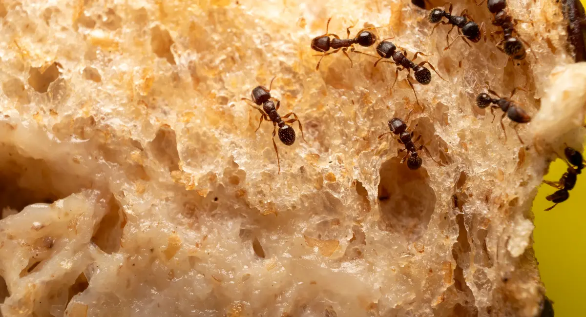 Ants on a piece of bread