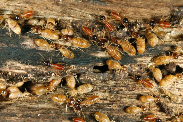 Termites