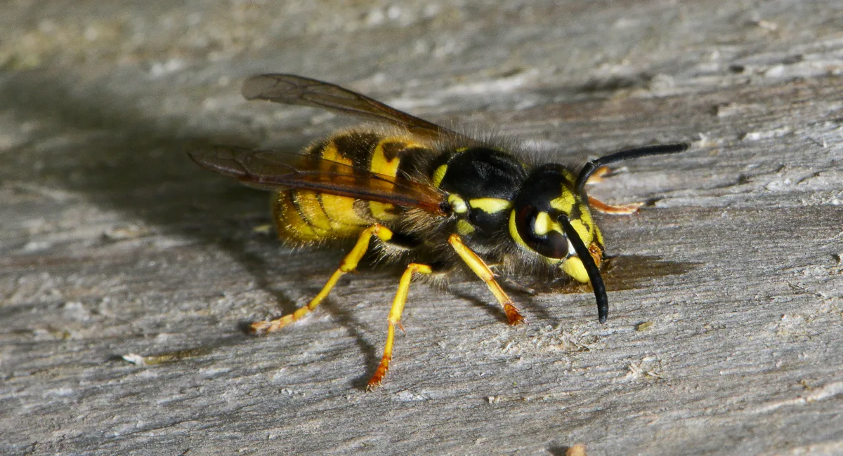 European & English wasp