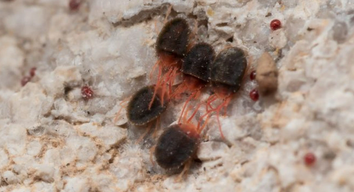 Clover Mites