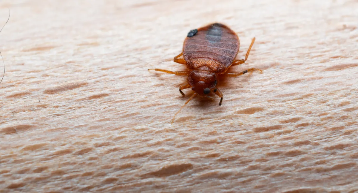 Close-up of a bed bug