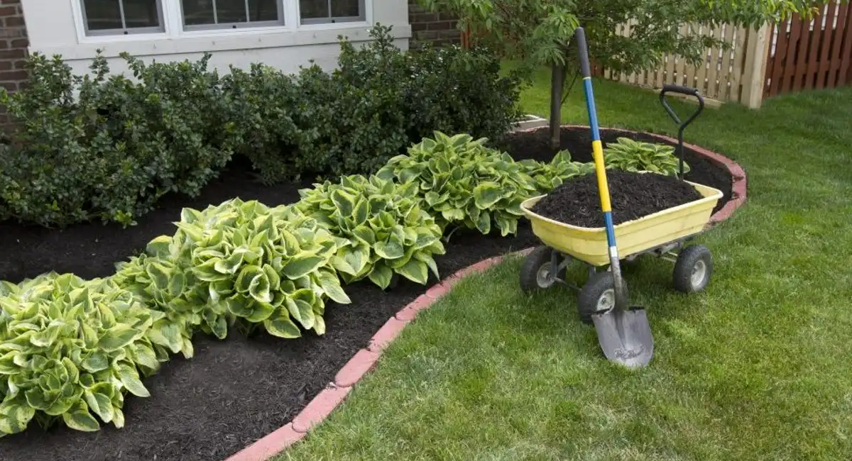 mulch in the garden
