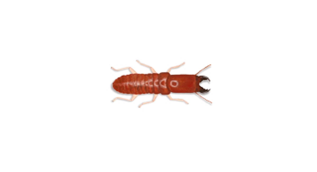 Dampwood Termite 