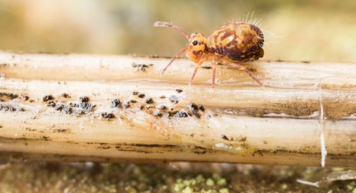 Springtail