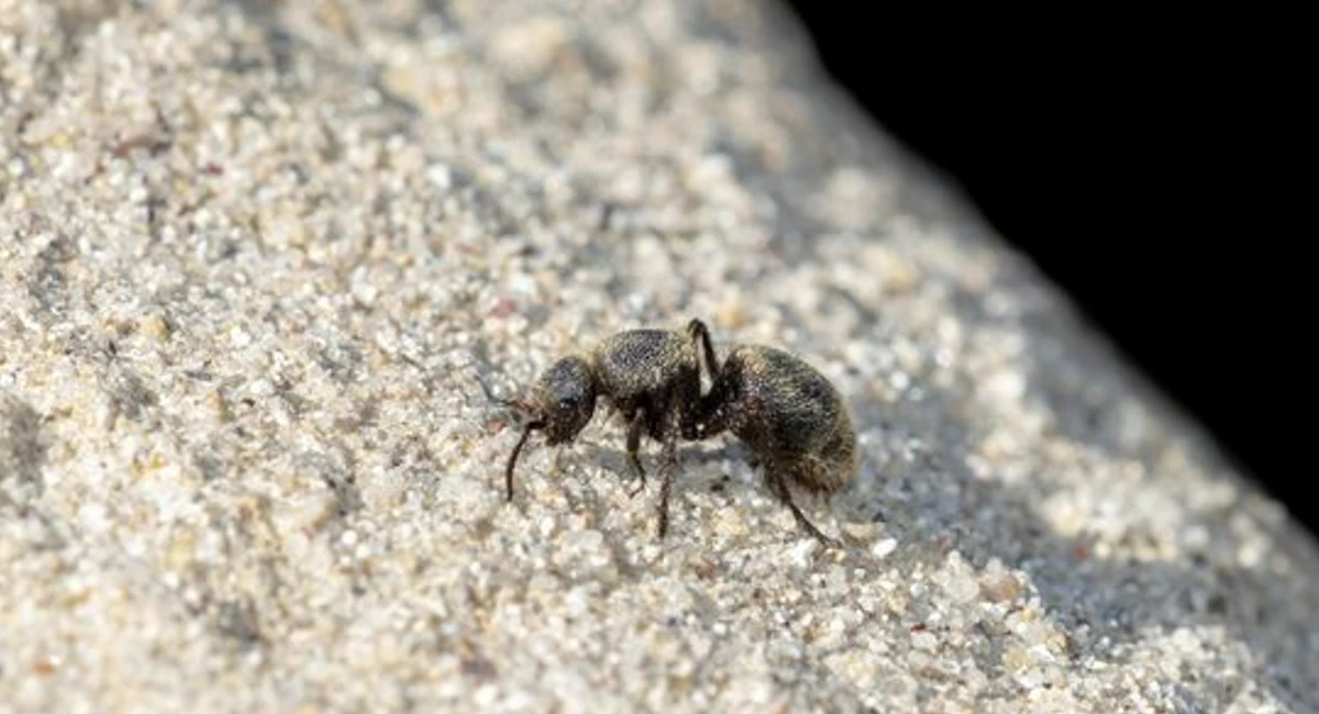 different types of wasps - velvet ant