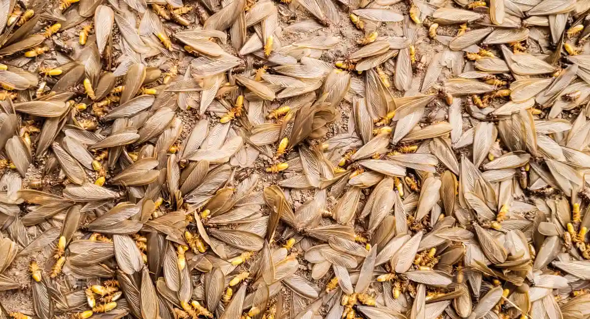 hundreds of termites on floor
