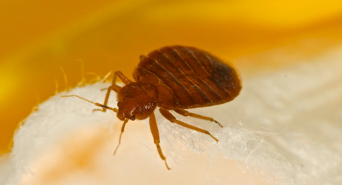 Bedbug