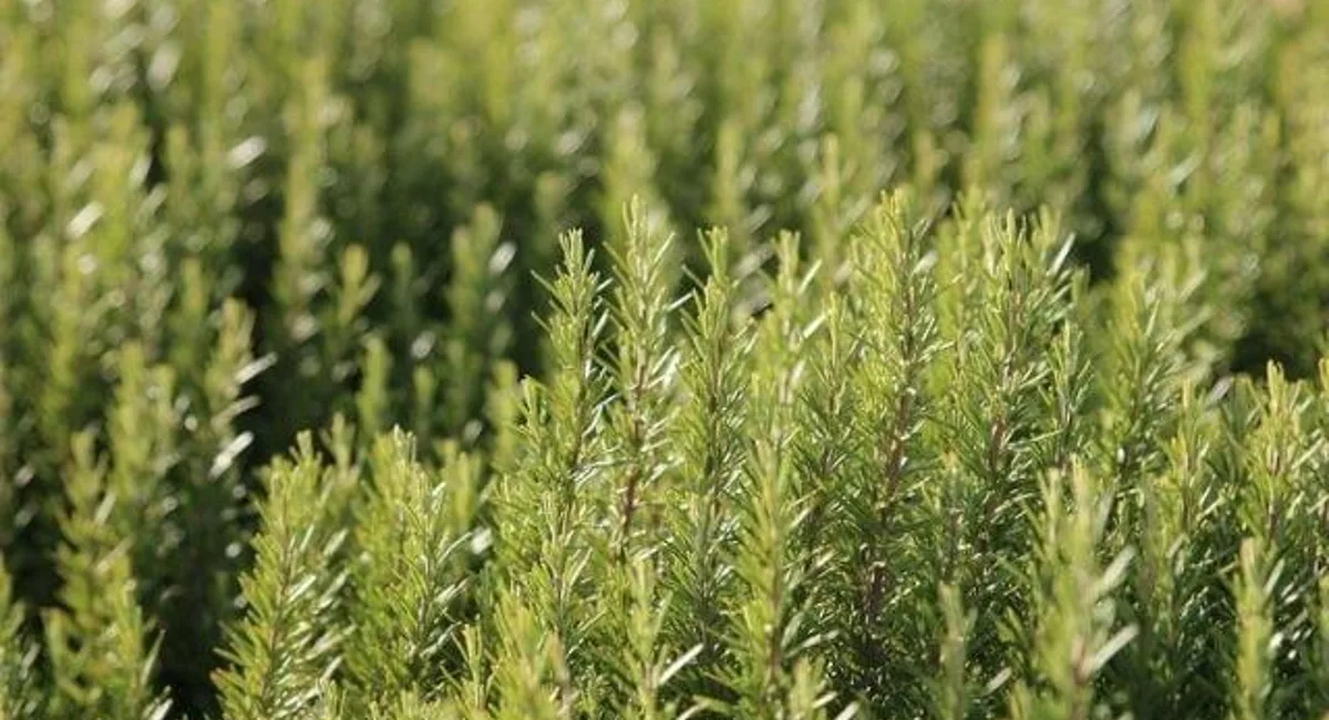 Rosemary sprigs growing in a sunny garden