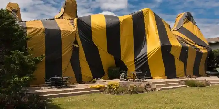 Bed bug fumigation