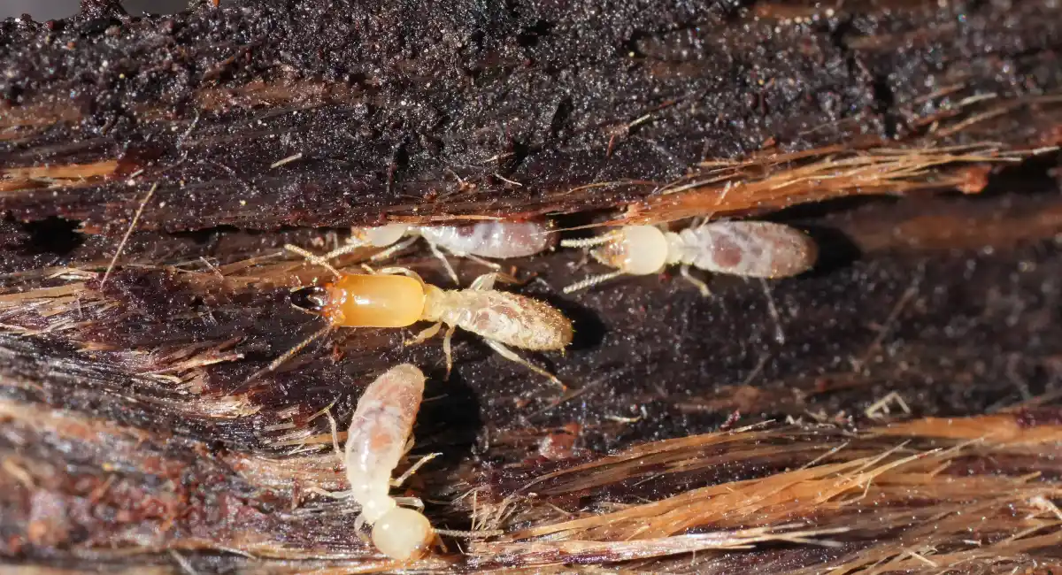 A close-up of termite soldiers next to some damaged wood