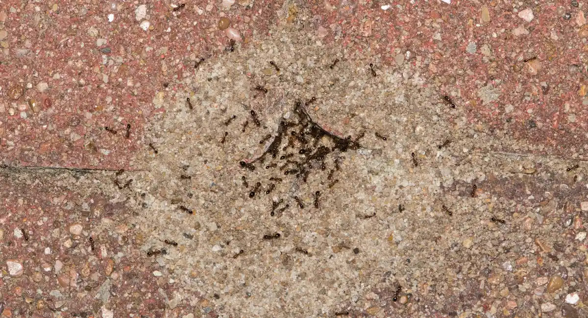 Pavement ants nest mound