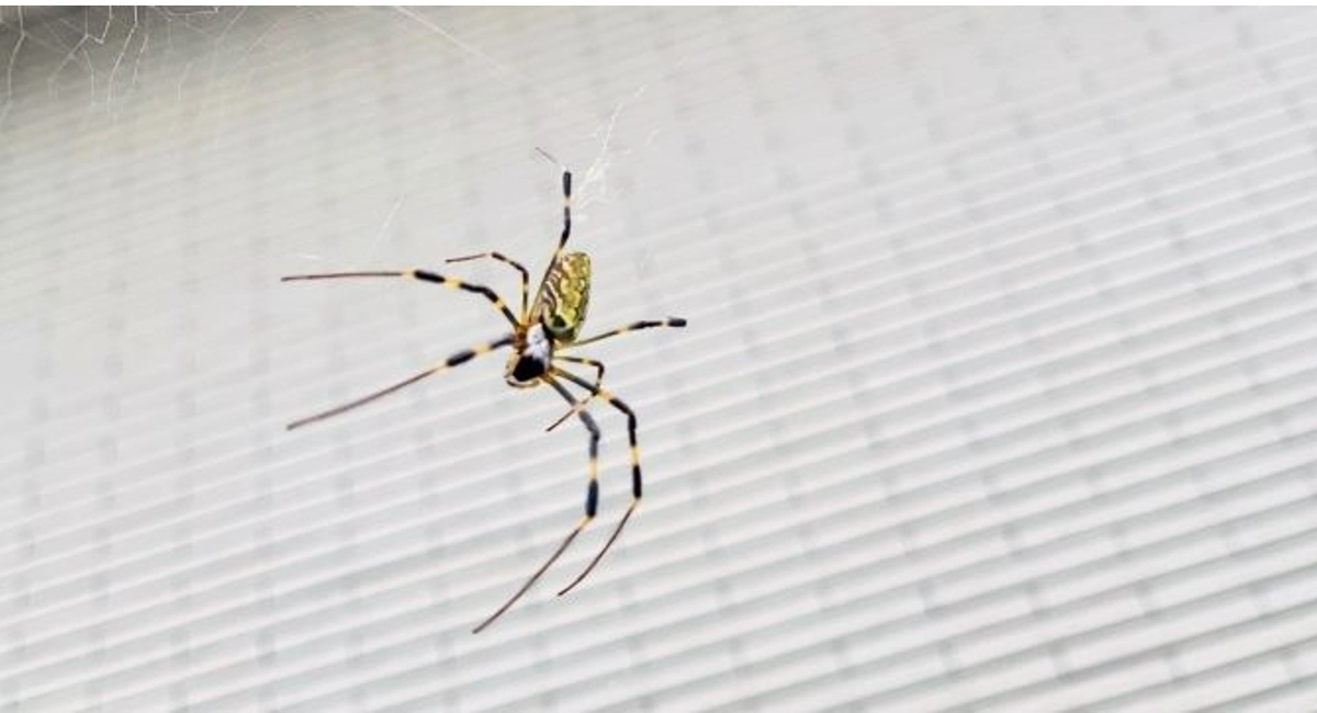 Joro spider on a web in front of a white background