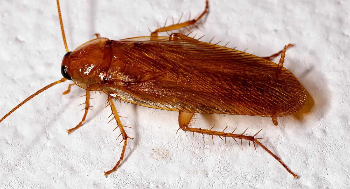 A close-up view of an adult wood roach
