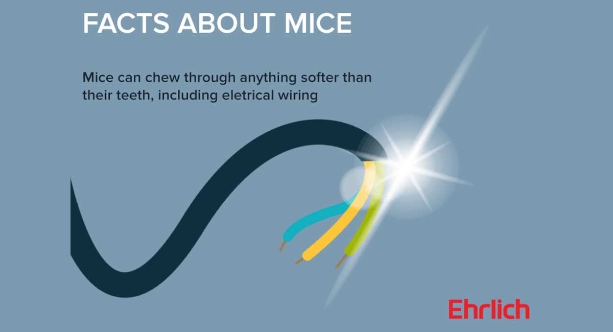Facts about mice